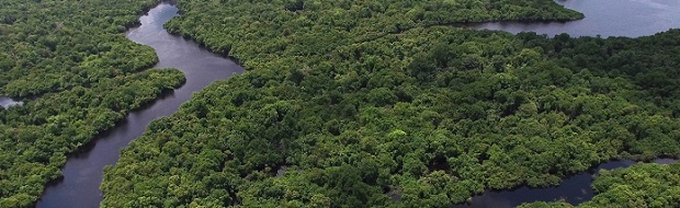 Carbon Footprint Software Bird's eye view of a rainforest